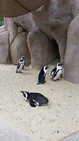 Toledo Zoo penguins